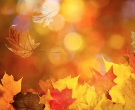 Fall Special Pumpkin Bliss